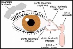 Schema vie lacrimali